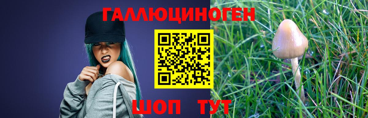 Псилоцибиновые грибы Psilocybe Дятьково